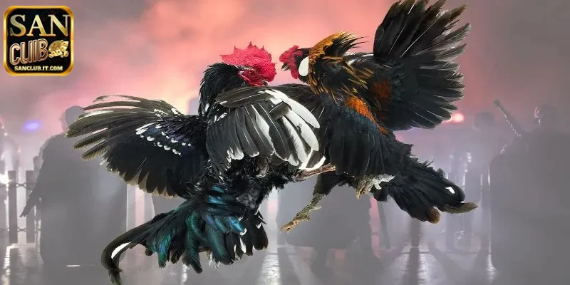 Chiến thuật hay trong cách chơi đá gà online SANCLUB hiệu quả