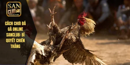 Cách Chơi Đá Gà Online SANCLUB: Bí Quyết Chiến Thắng