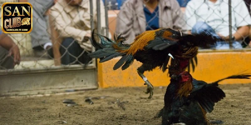 Luật chơi đá gà Campuchia SANCLUB