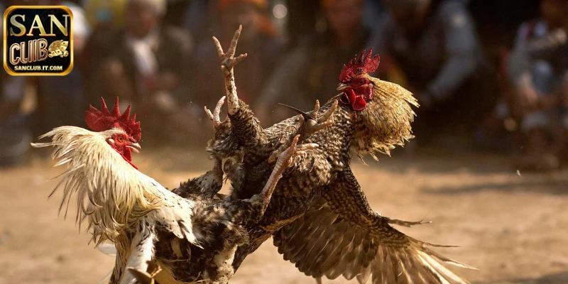 Kinh nghiệm chọn gà đá tại Campuchia của hệ thống