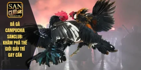 Đá Gà Campuchia SANCLUB: Khám Phá Thế Giới Giải Trí Gay Cấn