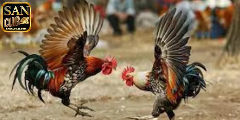 Lợi ích anh em nhận được khi tham gia đá gà SANCLUB