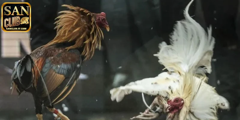 Những quy tắc quan trọng cần biết trong đá gà SANCLUB