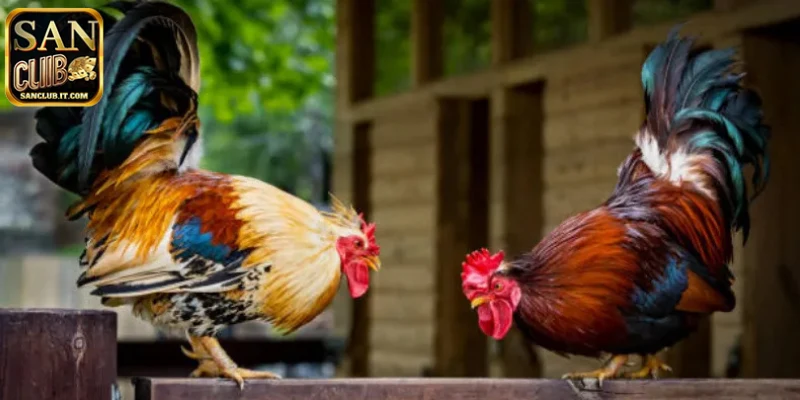 Kinh nghiệm cược hiệu quả tại đá gà của SANCLUB